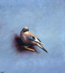 gaai op lichtblauw  20.3 x 23.2 cm